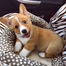 ttka Pembroke Welsh Corgi s p p