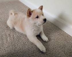 tata Akc Shiba Inu pro adopci