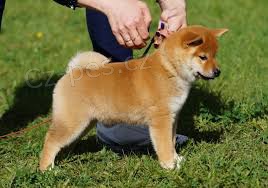 Registrovan ttko Shiba Inu pro pijet