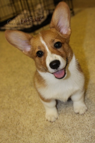 corgi tn