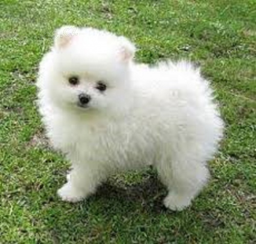 Nmeck pic mal/pomeranian