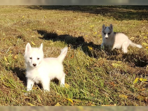 Prodm feneku Sibiskho Husky