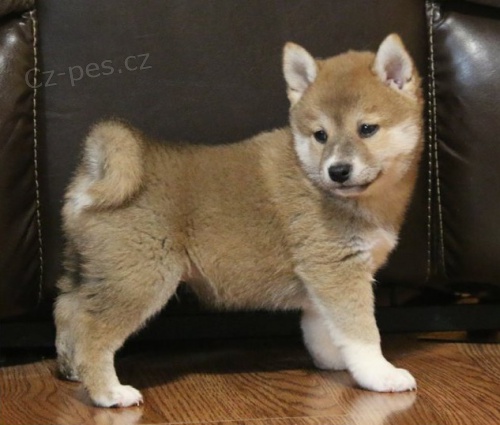 Shiba Inu tata .