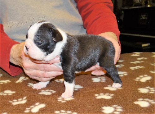 tata Boston Terrier s PP,