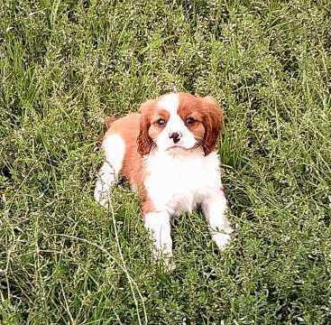 Cavalier King Charles spaniel k dispozici