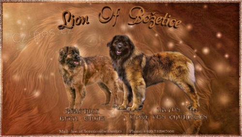 LEONBERGER ttka