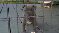 cuccioli di pitbull dall'aspetto dolce 