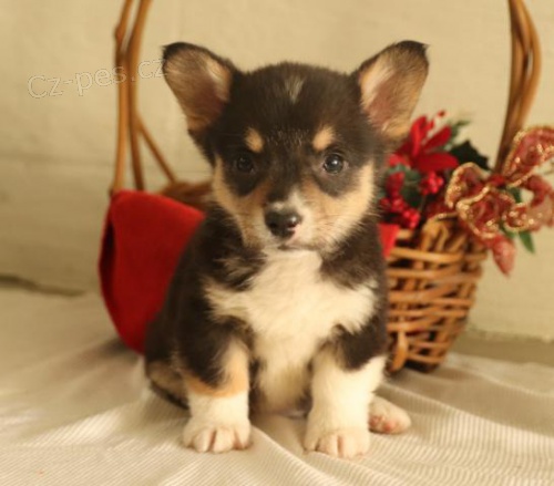 Rozkon veltina Corgi (Pembroke) tata