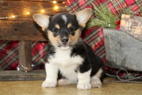 Milujc velsk Corgi (Pembroke) tata