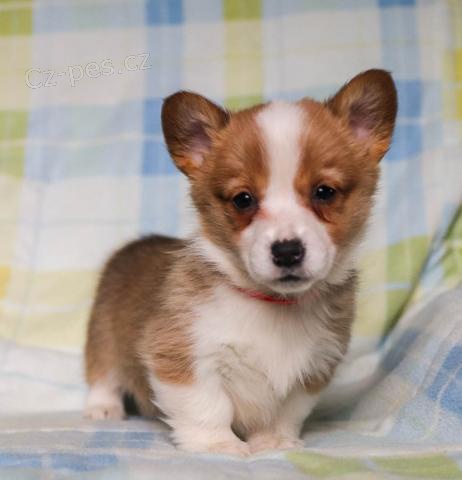 Rodina vychovv velsk Corgi (Pembroke) tata