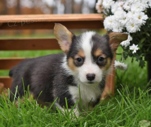 Rozkon veltina Corgi (Pembroke) tata