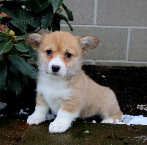 Ptelsk velsk Corgi (Pembroke) tata