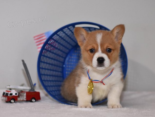 Rozkon veltina Corgi (Pembroke) tata