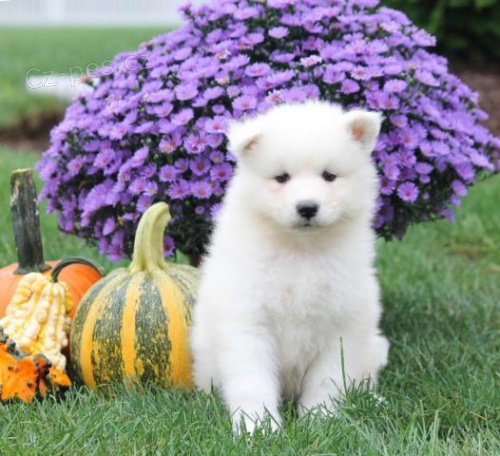 Adorable Samoyed Pups