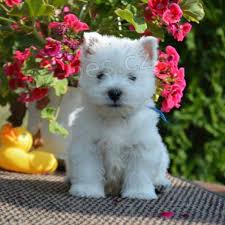  ttka West Highland Terrier pro vs pipravena