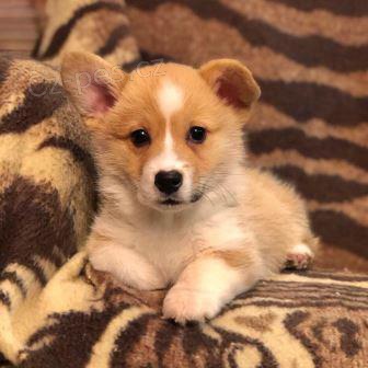 pembroke welsh corgi tata