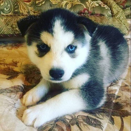 Modr oi sibisk husky