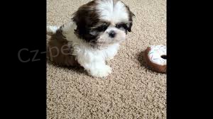 krsn tata Shih Tzu pipraven pro vs