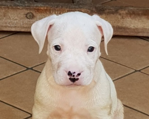 Dogo Argentino tata