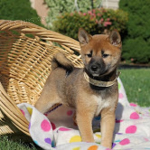  Shiba-Inu