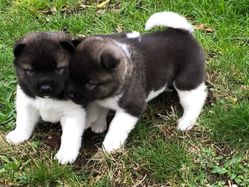 ttka akita inu