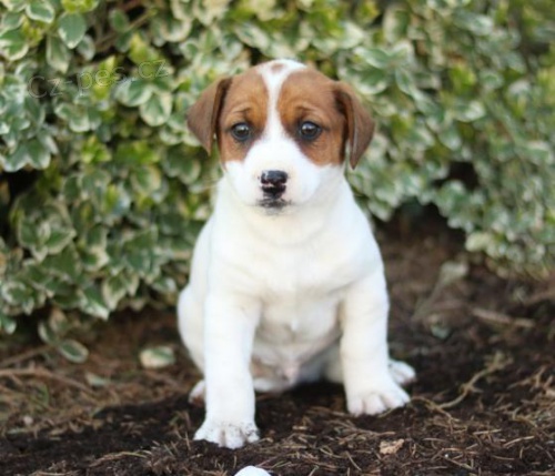 Sladk Jack Russell terir tata