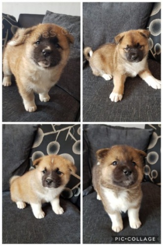 zdrav ttka Akita inu