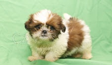 tata Shih Tzu