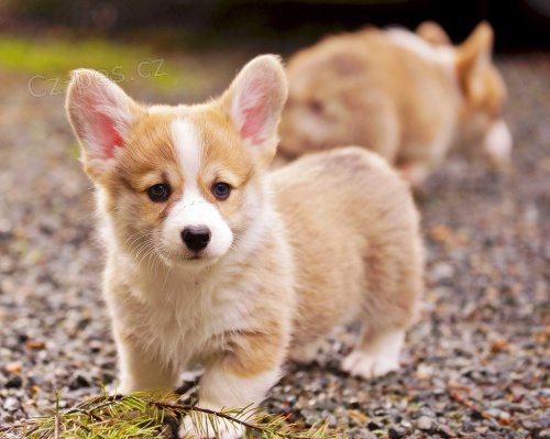 Zdrav veltina Corgi (Pembroke) tata