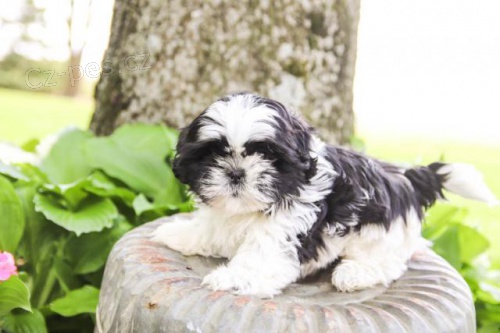 Roztomil tata Shih Tzu