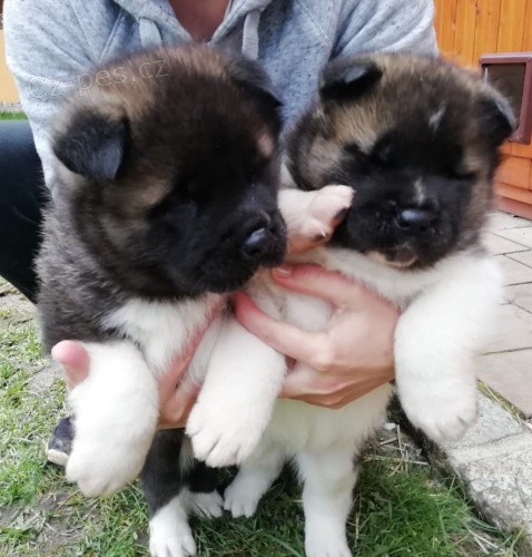 akita inu tata k adopci