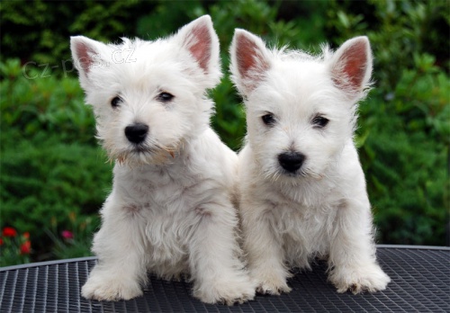 Dv Roztomil ttka West Highland White Terrier Potebuj Nov Domovy.