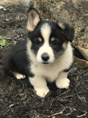 V souasn dob mme dva Pembroke Welsh Corgis. Tato rozkon ttka pichzej se svmi papry a zdravotnm zznamem, kter ukazuje, e jsou aktuln na vech snmcch a oderven.