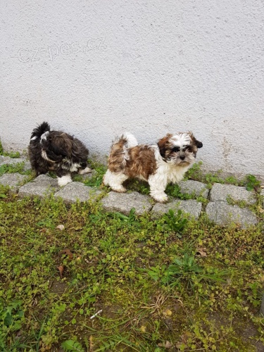 krsn tata shih tzu k dispozici pro nov domovy. jsou okovni a vycvieni na nonk. velmi ptelsk jak pro lidi, tak pro ostatn domc mazlky doma,