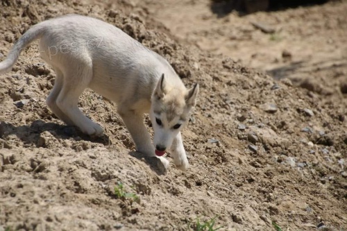 zdrav ttka sibisk husky