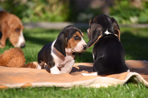 zdrav tata Basset Hound