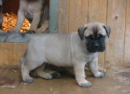  tata bullmastiff potebuj dobr domov