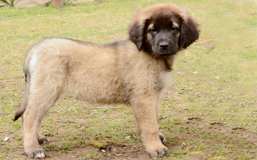 tata leonberger potebuj dobr domov