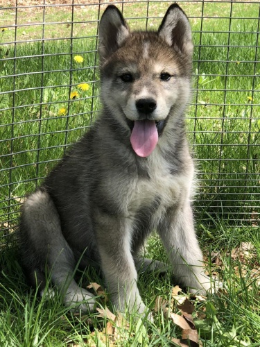 eskesk vlkodlak ttka ttka k dispozici !! kontaktujte m, pokud mte zjem. Velmi mil, rd hraje, rychl k. Bude velmi velk a vlk hled. Big Paws, Black Tip Tail, oi ve tvaru mandl. Trnink na vodtku.