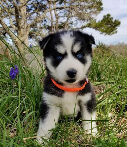 Rozkon sibisk Husky tata