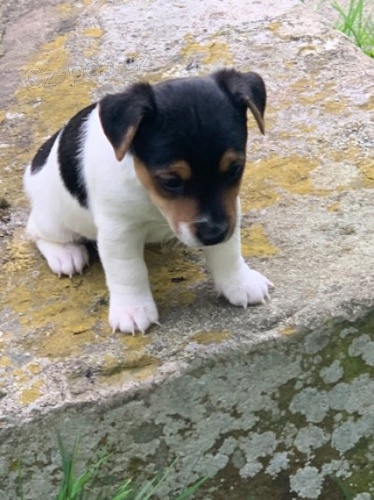 Krsn Jack Russell terir tata