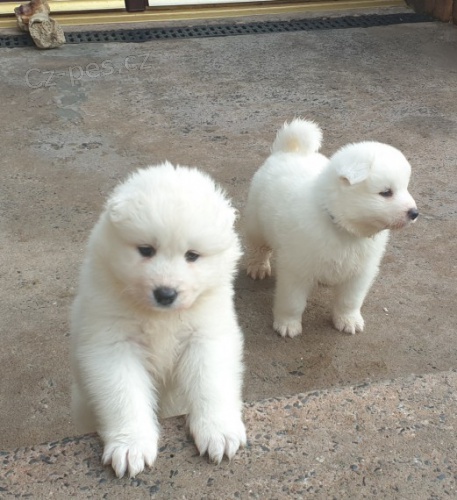 Samojed tata k adopci