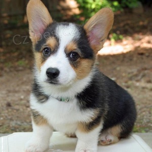 pembroke Welsh corgi tata k pijet Mme 2 krsn ndhern chlapce a dvku, kter je nyn pipravena na Dobr domovy, maj 12 tdn, vichni maj nyn svou vlastn osobnost. Jsou vychovvni v naem dom, kde jsou mal dti okovny