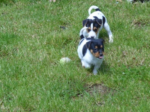 Jack Russell Terrier Budou pichzet s ron zdravotn zrukou, hrt hraky a nkter dal vci.