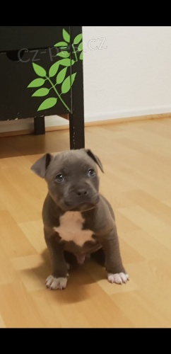 Americk ttka PITBULL TERRIER (100% istokrevn). Pkn a zdrav! Vet zkontrolovn, proud na zbrech / oderven a mikroip. Ndhern dispozice a vynikajc rodokmen.