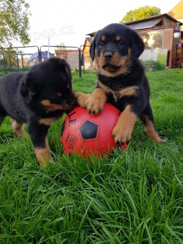 tata rotweiller 11 tdn star, pln energie. Miluje jt na prochzky a na ps park. velmi ptelsk k ostatnm psm a lidem. velk mazlen medvd a rd j. tam jsou mrn pot trnovan a v nkolik triky..