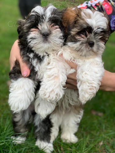 Rozkon tata Shih Tzu. . Nae lek Shih Tzu jsou naprosto ndhern ttka. Jsou neuviteln s barvami a velikostmi, hravmi taty Shih Tzu a jsou na svch snmcch aktuln