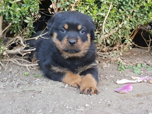 rotweiller tata 11 tdn star, pln energie. Miluje jt na prochzky a do parku ps. velmi ptelsk k ostatnm psm a lidem. velk cuddlebear a rd jst. tam jsou mrn vycvien a zn prty.