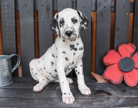 Purebred Dalmatin tata k dispozici a pipraveni jt na jejich foreverhomes. oni jsou aktuln na Vet kontrolovan a oderven. Jsou z velkch pokrevnch lini,