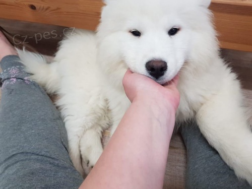 Samojedsk ttka a samojedsk ttka jsou velmi dobe vycvien a velmi spoleensk. Byli zkontrolovni veterini, oderven a proudili na jejich zbry.